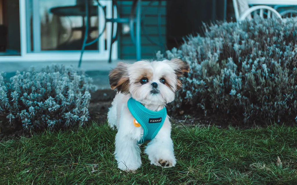 Pet On Holiday Season